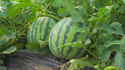 52每日大瓜视频 51热门大瓜今日大瓜,51热门大瓜今日大瓜精彩汇总