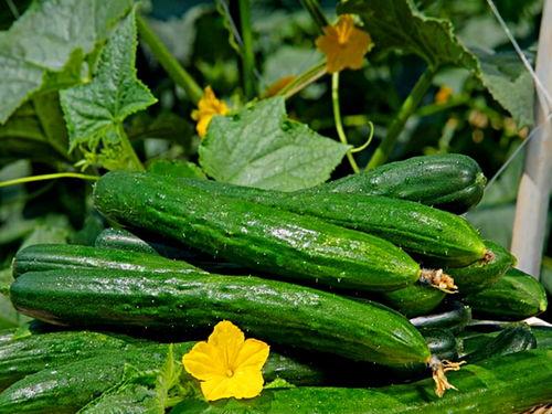 52每日大瓜视频